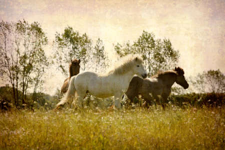 Artistic work of my own in retro style - Postcard from Denmark. - Horses playing around.の写真素材