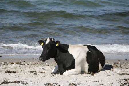 Cow by the sea chewing the cud.の写真素材