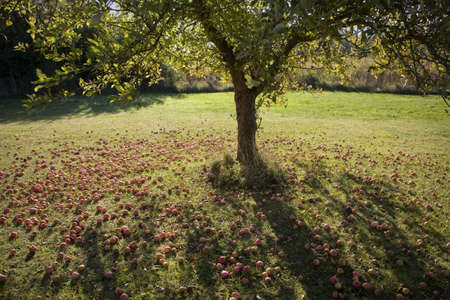 Apple tree in October with fruit on the ground.の写真素材