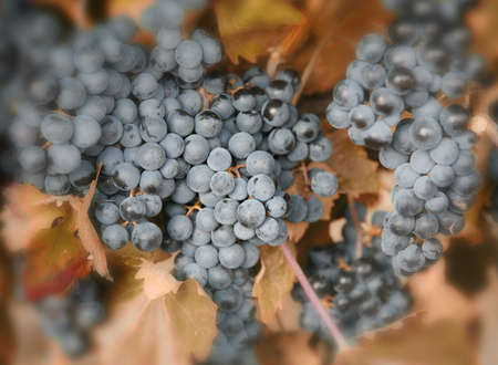 Closeup of ripe blue grapes ready for harvest Rioja, Spain. Shallow depth of fields.の写真素材