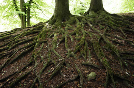 Very old beech tree roots in a Danish forest.の写真素材