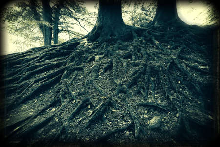 Spooky old analouge capture of very old beech tree roots in a Danish forest                   の写真素材