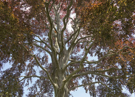 Old red beech at springtime in a Danish park の写真素材