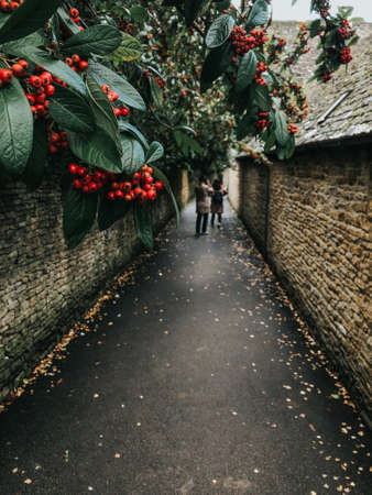 Cotoneaster hedge with red berries and out of focus couple in the distanceの写真素材