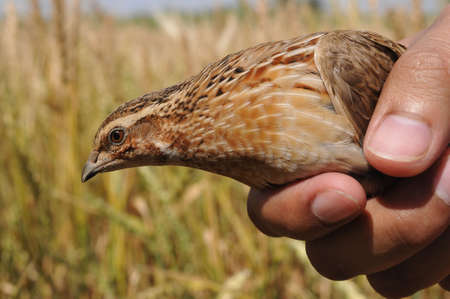 quail in hand, size 4288*2848 jpegの写真素材
