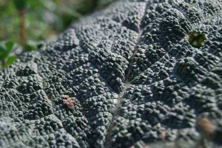 a leaf with rough textures, size: 4288*2848, jpeg の写真素材