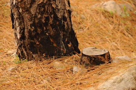 tree cutting size: 4288*2848, jpegの写真素材