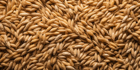 Grain Elegance. Top-Down Texture of Barley Seedsの素材