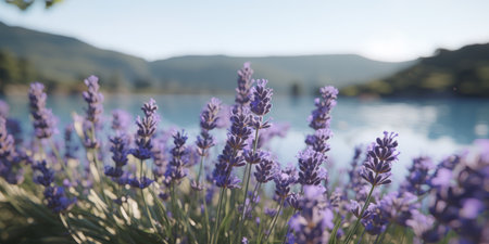 A field of lavender flowers next to a body of waterの素材