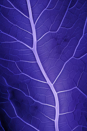 Peek at a Cabbage Slice - Up Closeの素材