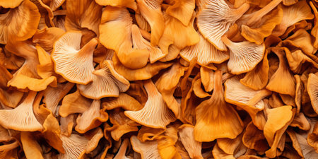Mushroom Microcosm Unveiled. A Mycologist's Macro Odysseyの素材