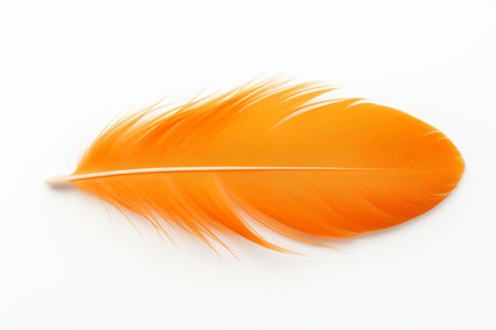 Orange feather on white background, soft focus and beautiful bokeh.の素材