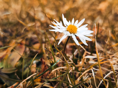 White daisy flower on the background of grass and dry leaves.の写真素材