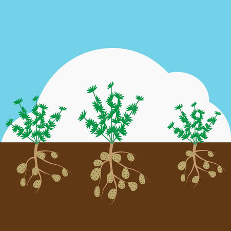 Potato plant in cartoon illustration.のイラスト素材