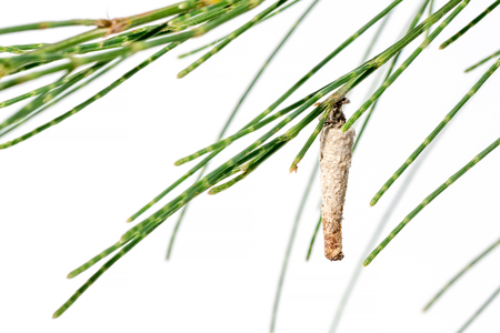 Pupa of an insect on a leaf pineの写真素材