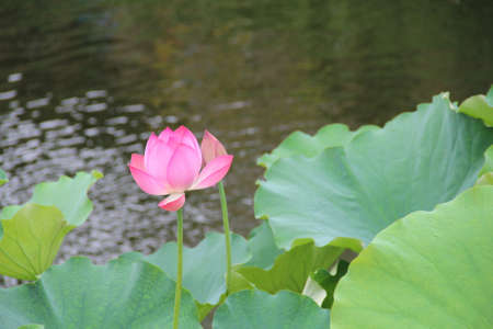 lotusの写真素材