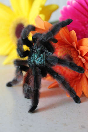spiderの写真素材
