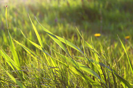 natureの写真素材