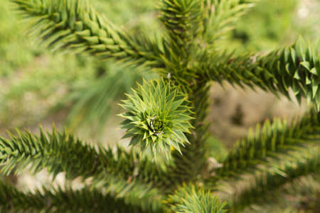 plantの写真素材