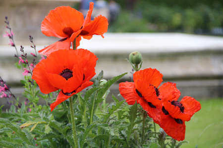 flowersの写真素材