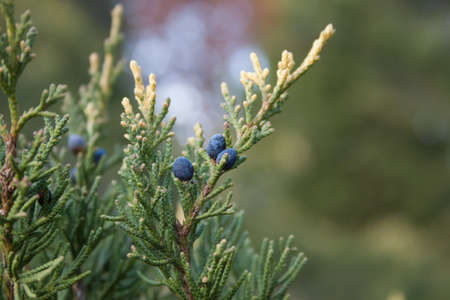 The branch of juniper. Botanical Garden. close-up.の写真素材