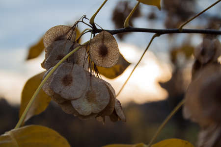 Sprig of autumn trees. Golden autumn. Russia.の写真素材