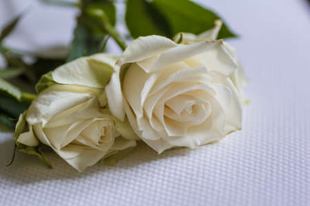 White beautiful rose. Fresh buds of a wonderful.の写真素材