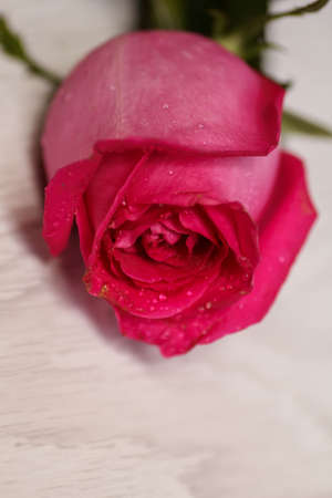 Festive bouquet of crimson roses lying on a light backgroundの写真素材