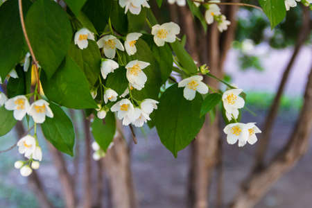 Beautiful jasmine flower in the park. Bright summer.の写真素材