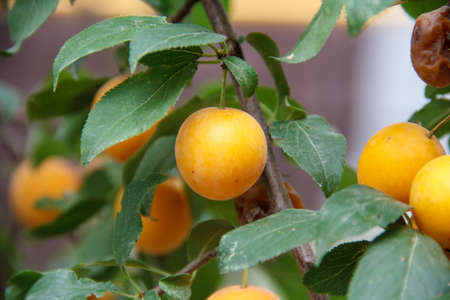 Yellow plums hang on the tree. Autumn Garden.