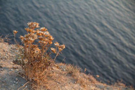 Prickly plant on the edge of the cliffの写真素材