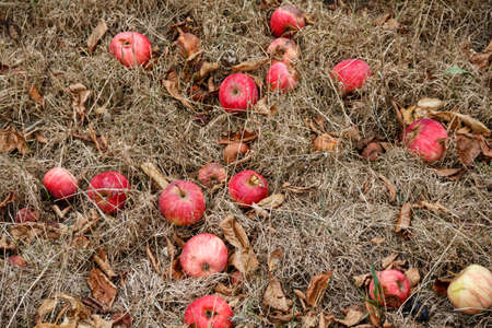 Autumn. Red apples fall to the ground.の写真素材