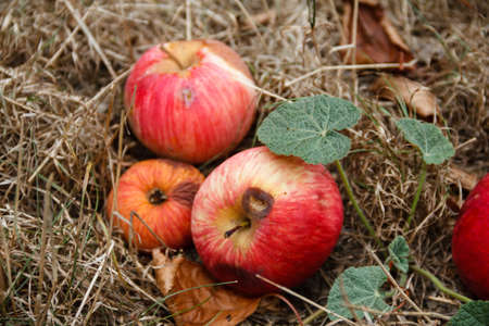 Autumn. Red apples fall to the ground.の写真素材
