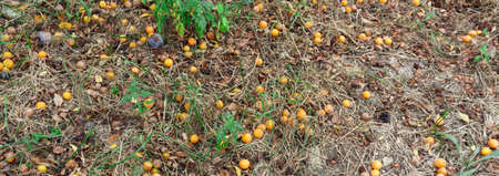 Yellow plums lying on the ground. Autumn Garden.の写真素材