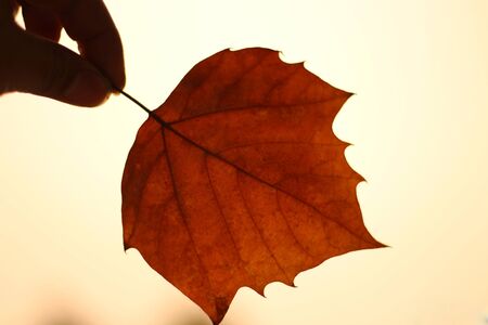 Pick up a leaf, and through the sunlight.の写真素材