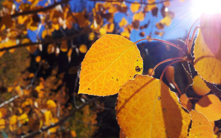 Amazing fall colors in the Sierrasの写真素材