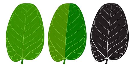 A vector green leaf of Indian Banyan tree( Ficus benghalensis). 3 shades.のイラスト素材