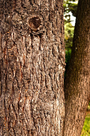 Close-up of trunks with wooden texture