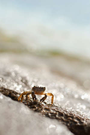 Llittle brown marine crab on the stone, the beach of Rovinj, Croatia. Copy spaceの写真素材