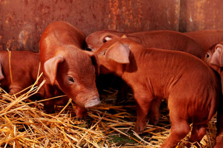 Little red piggysの写真素材