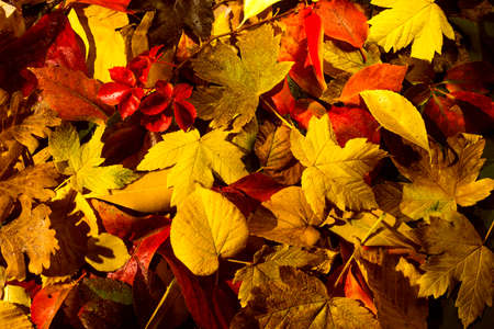 Autumn leaves