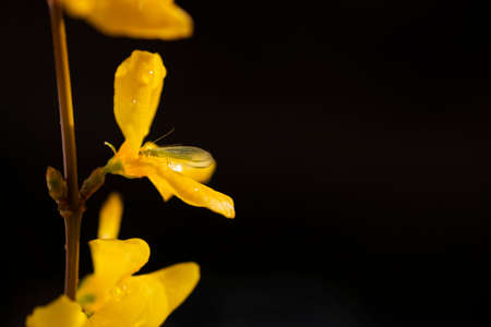 A chrysoperla carnea, known as the common green lacewing, on wet yellow blossom