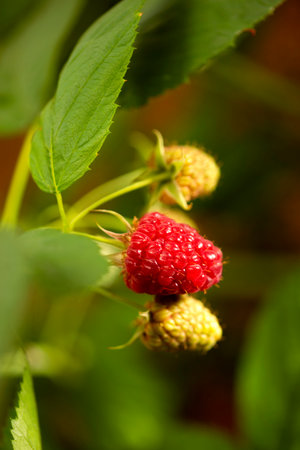 Raspberries on a bush in the garden