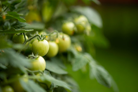 Tomato plant with green tomatoes. Close-up photoの写真素材