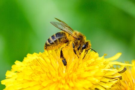 Bumblebee bumblebee macro on a yellow flower collects nectarの写真素材