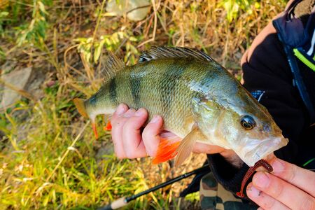 Perch Fishの写真素材