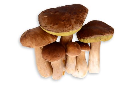 Edible boletus mushrooms on a white backgroundの写真素材