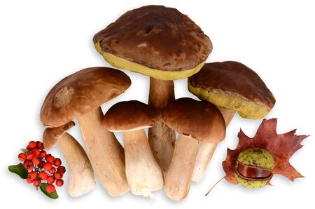 Fresh edible mushroomsの写真素材
