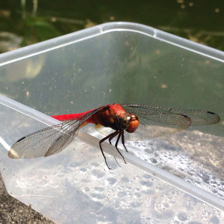 One red dragonflyの素材