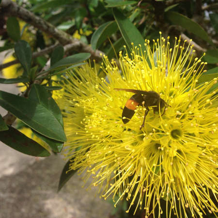 Bee pollunating flowerの素材